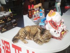 -老地方猫儿面(磁器口店)