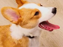 -浣熊柯尔鸭土拨鼠·电玩咖