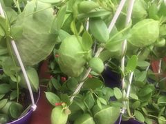 -秦美花卉(天朗·莱茵小城2期店)