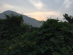 iphone_upload_pic-小慧大桃观光采摘园