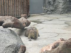 -武汉动物园