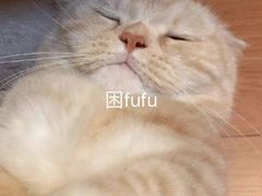 -东山矮马桶羊肉(太湖东山店)
