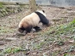 -中国大熊猫保护研究中心雅安碧峰峡基地