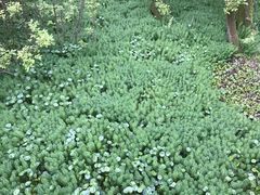 -西湖风景区-江洋畈生态公园