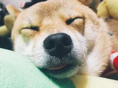 -逗柴咖啡屋·狗咖猫咖宠物桌游