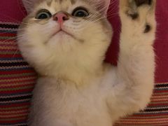 -猫大福·Fortune Cat猫舍(百子湾店)