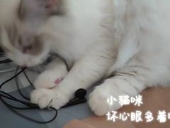 -猫大福·Fortune Cat猫舍(百子湾店)