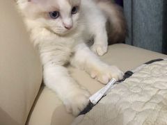 -艾吉宠物医院·疑难杂症转诊中心·猫友好(碧江路院)