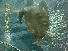 -上海海洋水族馆