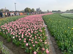 -荷兰花海