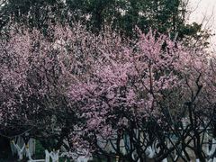 -南京古林公园