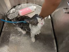 -PETKIT 小佩宠物·低压洗护·美容·寄养(安远店)