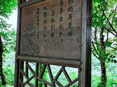 -荷塘月色湿地公园·向阳花洲