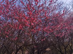 -南京市江宁方山