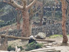 -都江堰中华大熊猫苑