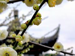 -苏州上方山国家森林公园