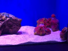 -上海海洋水族馆