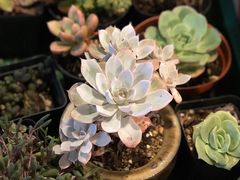 -双季花艺园艺市场(浦东店)