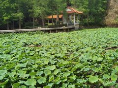 -深圳仙湖植物园
