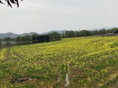 -白塔湖国家湿地公园