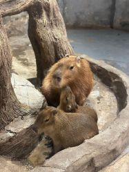 点击看大图 -Zoolung Zoolung动物主题公园(海信广场店)