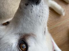 -Husky Go! 哈士奇体验馆·宠物咖啡厅狗咖