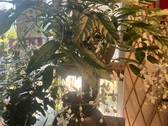 -双季花艺园艺市场(浦东店)