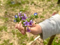 -米斯特比萨(光华桥凯德MALL天津湾店)