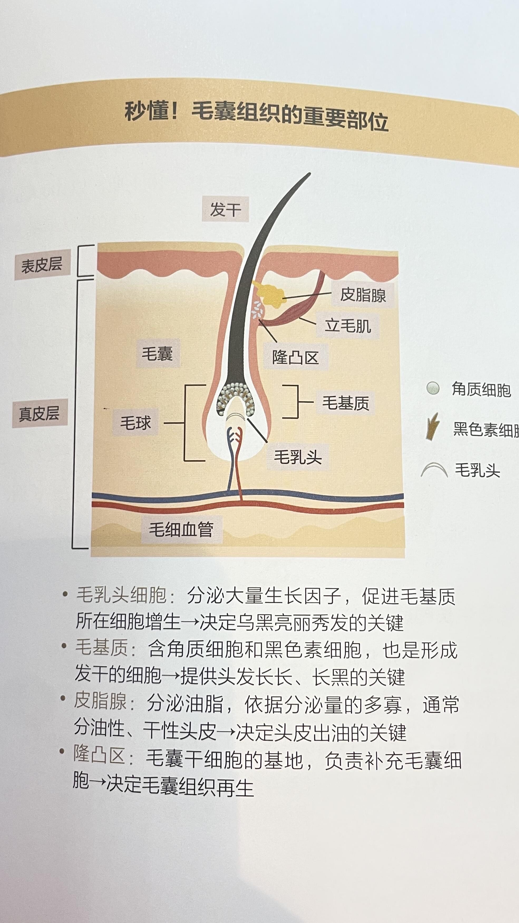 头皮健康关键组织(三):毛囊再生力