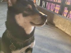 -柴犬高等学院·狗咖·柴犬售卖·宠物训练