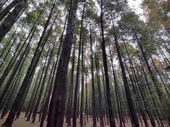 -山王坪喀斯特国家生态公园