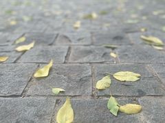 -北京市海淀外国语实验学校