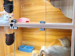 -猫十亿·布偶金渐层·曼基康矮脚猫舍(青年路店)