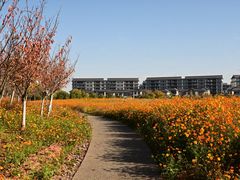 -洋湖国家湿地公园