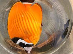 -小猫钓鱼海钓俱乐部(椰梦长廊店)