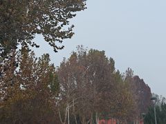 -石家庄市植物园