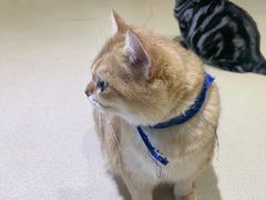 -藏猫猫咖啡主题馆(中央大道店)