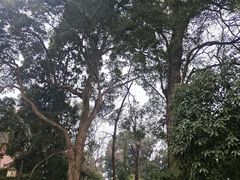 -都江堰普照寺