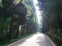 -武陵山森林公园
