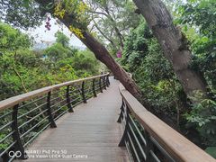 -深圳仙湖植物园