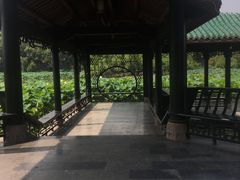 -桂湖森林公园