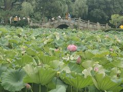 -无锡蠡湖国家湿地公园-蠡园