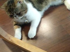 -李小姐の猫咖啡馆(五角场店)