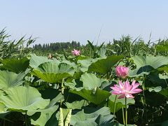 -白洋淀风景区