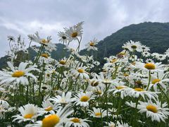 -硗碛藏寨·神木垒景区