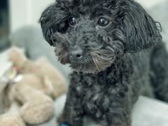 -宠颐生嘉德动物医院