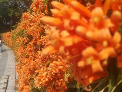 -东莞植物园
