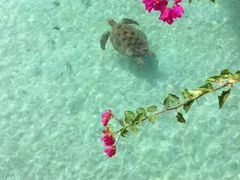 -卡帕莱度假村(西巴丹岛)