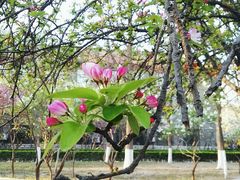 -山东大学(洪家楼校区)