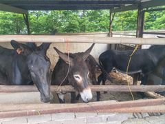 -元鼎宝驴香·全驴宴(江宁店)